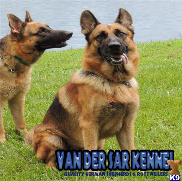 HUGE AKC GERMAN SHEPHERD PUPPIES